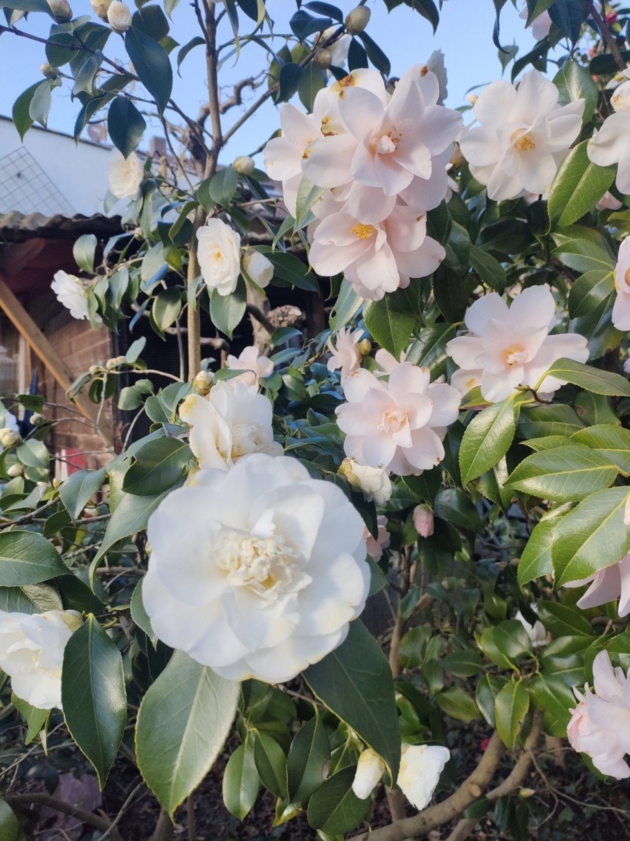 Garten Zweifamilienhaus Goldbach